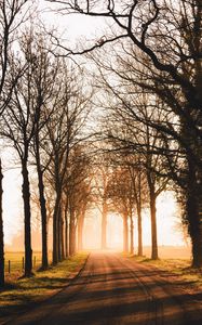 Preview wallpaper road, trees, sunlight, alley, nature