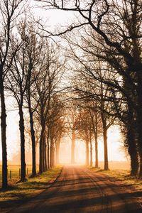 Preview wallpaper road, trees, sunlight, alley, nature