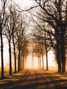 Preview wallpaper road, trees, sunlight, alley, nature