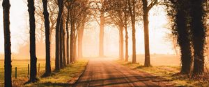 Preview wallpaper road, trees, sunlight, alley, nature