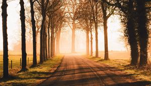 Preview wallpaper road, trees, sunlight, alley, nature