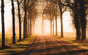 Preview wallpaper road, trees, sunlight, alley, nature