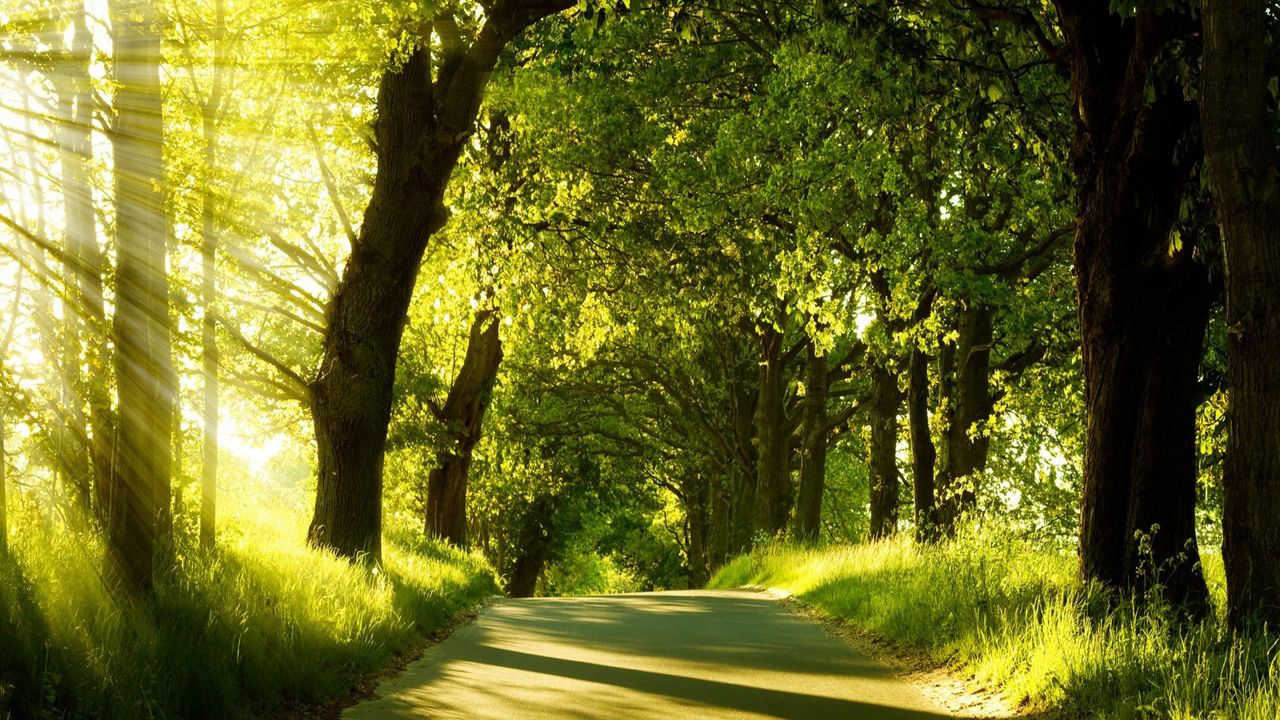 Wallpaper road, trees, sunlight, beams, greens, summer