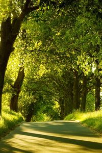 Preview wallpaper road, trees, sunlight, beams, greens, summer