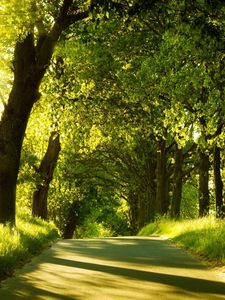 Preview wallpaper road, trees, sunlight, beams, greens, summer