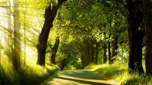 Preview wallpaper road, trees, sunlight, beams, greens, summer