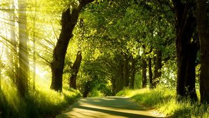 Preview wallpaper road, trees, sunlight, beams, greens, summer