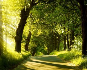 Preview wallpaper road, trees, sunlight, beams, greens, summer