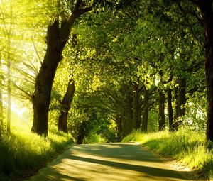 Preview wallpaper road, trees, sunlight, beams, greens, summer