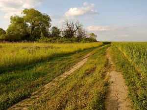Preview wallpaper road, trees, track, green, field, summer