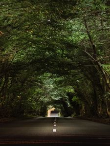 Preview wallpaper road, trees, tunnel, branches, asphalt