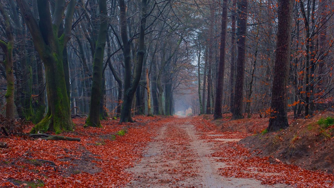 Wallpaper road, trees, walking paths, leaves hd, picture, image