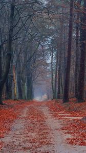 Preview wallpaper road, trees, walking paths, leaves