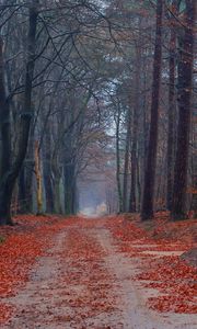 Preview wallpaper road, trees, walking paths, leaves