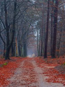 Preview wallpaper road, trees, walking paths, leaves