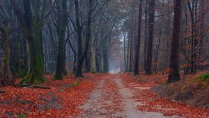 Preview wallpaper road, trees, walking paths, leaves