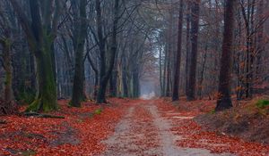 Preview wallpaper road, trees, walking paths, leaves