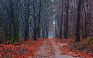 Preview wallpaper road, trees, walking paths, leaves