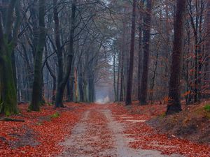 Preview wallpaper road, trees, walking paths, leaves