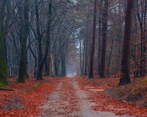 Preview wallpaper road, trees, walking paths, leaves