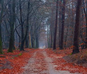 Preview wallpaper road, trees, walking paths, leaves