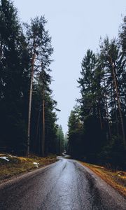 Preview wallpaper road, trees, winding, spring, asphalt, wet