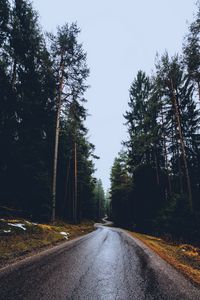 Preview wallpaper road, trees, winding, spring, asphalt, wet