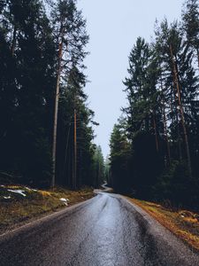 Preview wallpaper road, trees, winding, spring, asphalt, wet