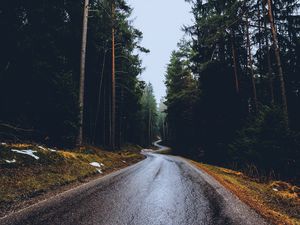 Preview wallpaper road, trees, winding, spring, asphalt, wet