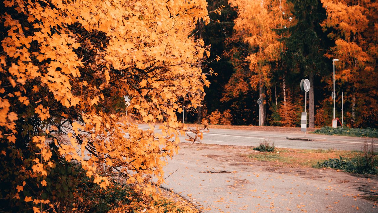 Wallpaper road, trees, yellow, foliage, autumn