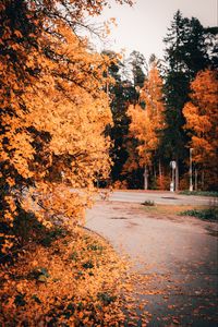 Preview wallpaper road, trees, yellow, foliage, autumn