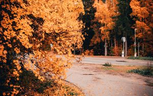 Preview wallpaper road, trees, yellow, foliage, autumn