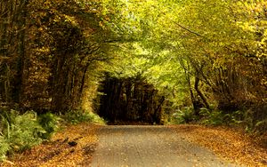 Preview wallpaper road, tunnel, trees, leaves, autumn, nature