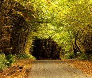 Preview wallpaper road, tunnel, trees, leaves, autumn, nature