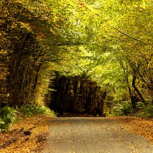 Preview wallpaper road, tunnel, trees, leaves, autumn, nature