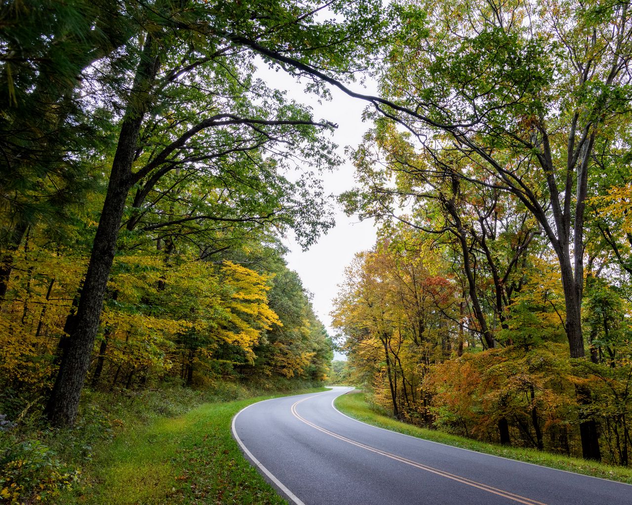 Download wallpaper 1280x1024 road, turn, asphalt, trees, nature standard  5:4 hd background