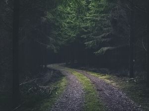 Preview wallpaper road, turn, dark, forest, trees