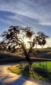 Preview wallpaper road, turn, decline, tree, sun, evening, protection