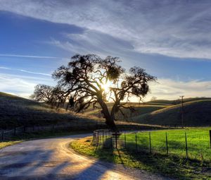 Preview wallpaper road, turn, decline, tree, sun, evening, protection