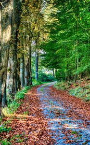 Preview wallpaper road, turn, fallen leaves, trees, autumn