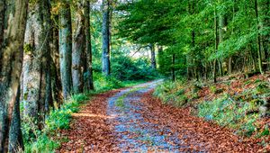 Preview wallpaper road, turn, fallen leaves, trees, autumn