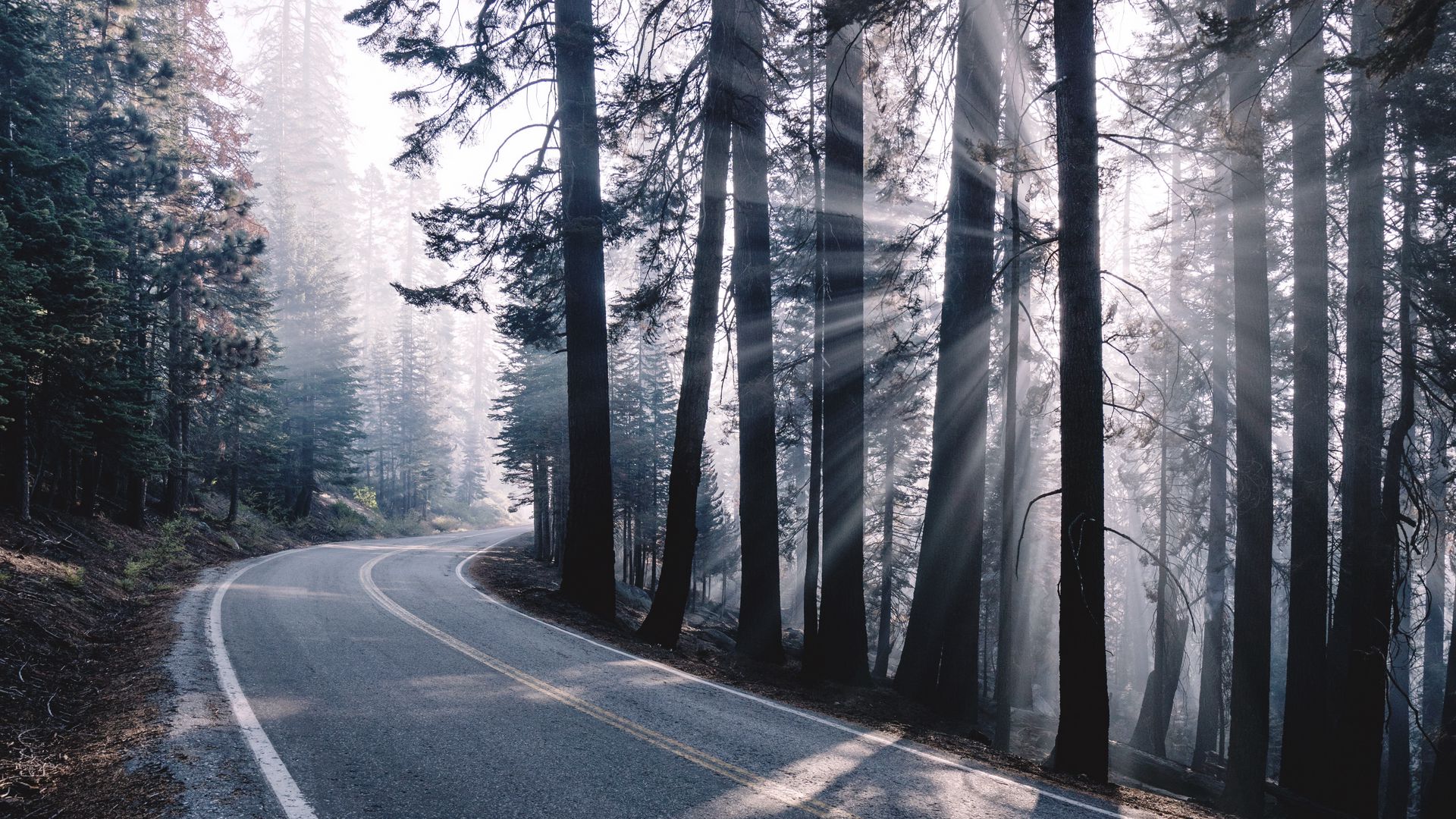 Download Wallpaper X Road Turn Fog Trees Forest Sunlight Full Hd Hdtv Fhd P