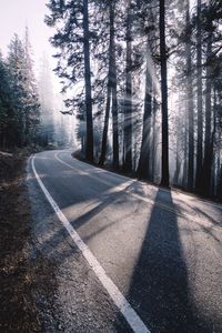 Preview wallpaper road, turn, fog, trees, forest, sunlight