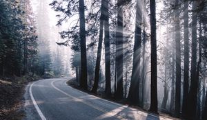 Preview wallpaper road, turn, fog, trees, forest, sunlight