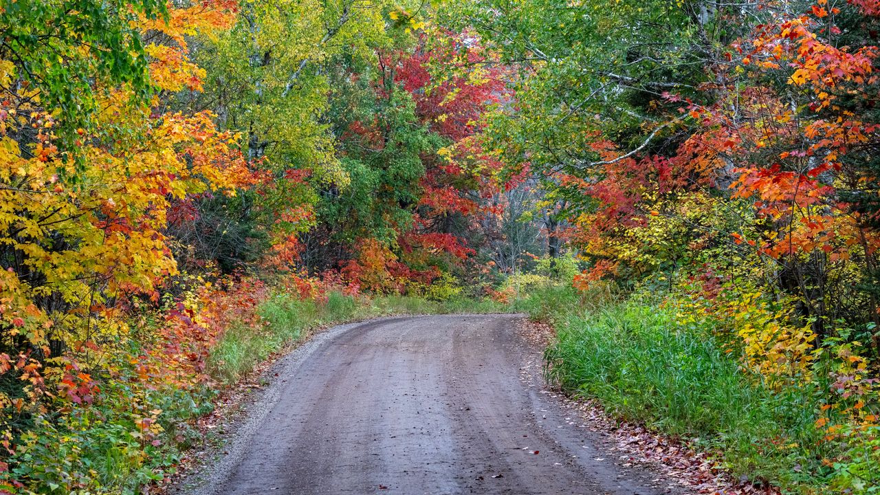Wallpaper road, turn, forest, trees, autumn, nature