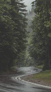 Preview wallpaper road, turn, forest, trees