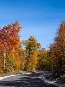 Preview wallpaper road, turn, forest, autumn, trees