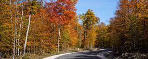 Preview wallpaper road, turn, forest, autumn, trees