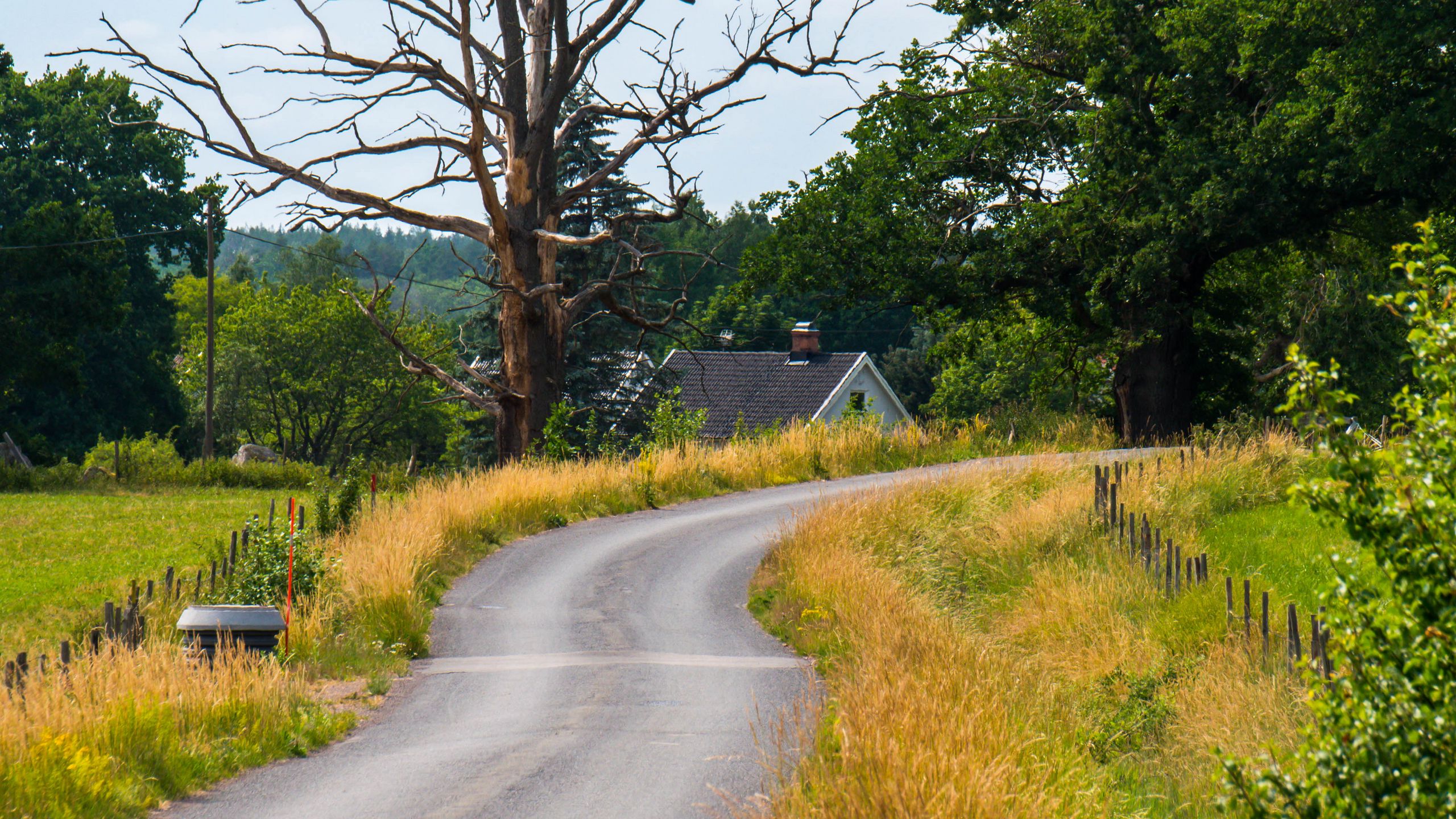 2560x1440 Wallpaper road, turn, house, tree