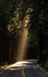 Preview wallpaper road, turn, sunlight, forest, trees
